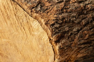 View of a carob tree trunk with crust  in a close up view