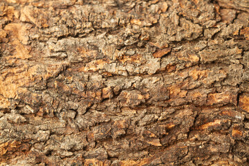 Bark of a carob tree in a close up view