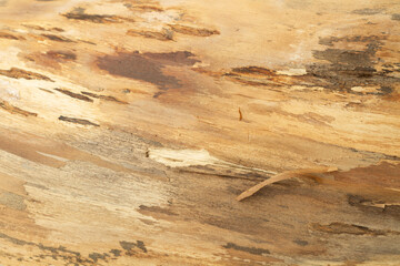 Texture of a tree trunk in a close up view