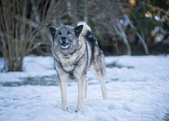 he Norwegian Elkhound has served as a hunter, guardian, herder, and defender. Norwegian elkhound guarding house in winter day. T