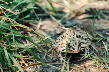 A leopard frog in the grass