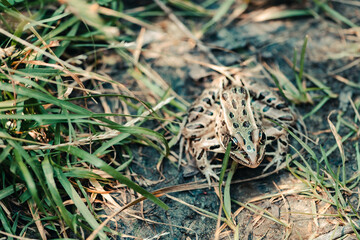 A leopard frog in the grass