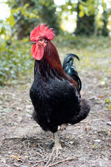 coq noir tête de coté