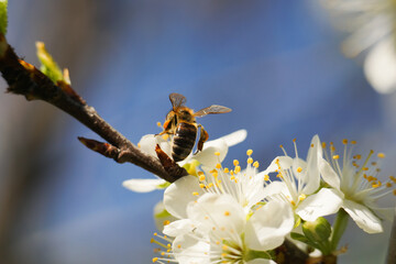 honey bee on a white flower close up