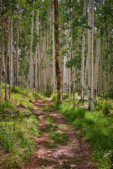 Trail through a Aspen Grove near Telluride, CO.