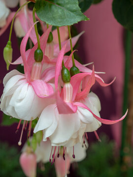 Calanthe orchid flowers