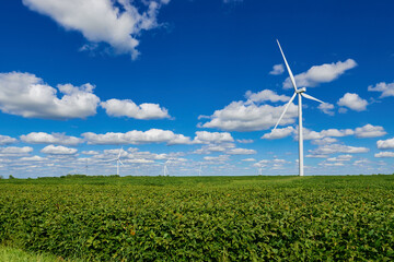 Wind turbines stand over a field of soybean plants in Missouri.