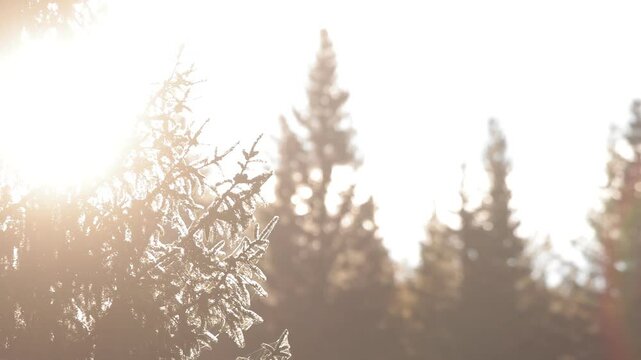 Backlit twigs and branches of a fir by a morining sun, with other trees in soft bokeh. High contrast image of tree twigs