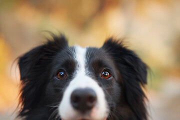 A close-up shot of a Border Collie, capturing its expressive eyes and attentive gaze.