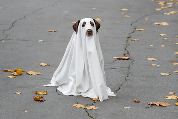 Labrador dog is dressed in costume for Halloween party, ghost pet in white cape sitting on cracked...