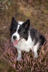 Vertical Portrait of Smiling Border Collie in Heather. Shallow Depth of Field of Happy Black and White Dog in Nature.