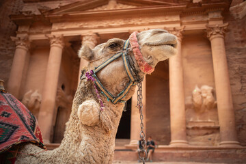 Portrait of Dromedary Camel in front of Al-Khazneh. Arabian Furry Animal with Jordanian Ancient Monument.