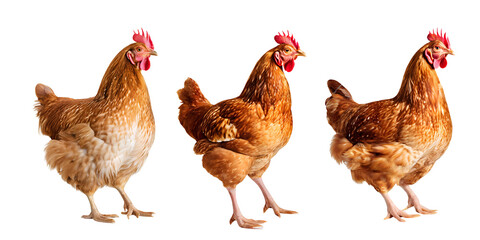 Three kinds of brown hens looking something on white clear background