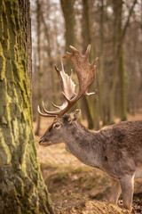Side Portrait of Common Fallow Deer in Forest. Vertical Profile of Furry Brown Buck in Autumn Czech Republic. © nicolecedik
