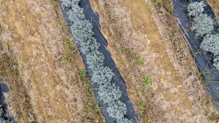Lavender plants growing in rows separated by plastic mulch