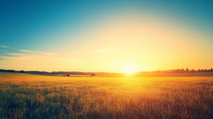 Golden Sunset Over a Field of Grass