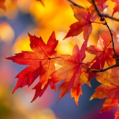 Obraz premium Autumnal hues adorn maple trees.