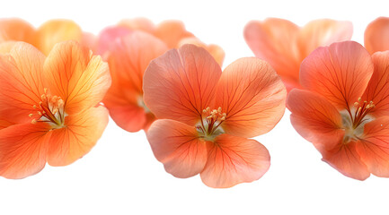 Radiant Group of Orange Flowers in Full Bloom.


