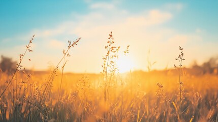 Golden Grass Silhouettes at Sunset