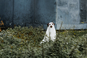 Cute Labrador dog is dressed in Halloween ghost costume, pet in white cape is sitting by an...