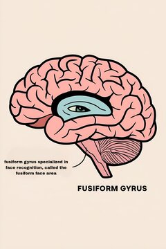 a human brain in profile view. The brain is primarily colored  The highlighted area contains a simple eye . Text below the brain identifies it as the "FUSIFORM GYRUS".specialized in face r&eacute;cognition