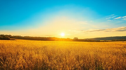 Obraz premium Sunset Over a Field of Golden Grass with Trees in the Distance