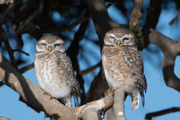 A pair of spotted owlets or Athene brama at Jorbeer in Rajasthan, India