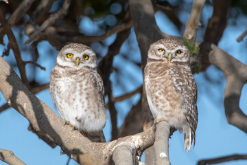 A pair of spotted owlets or Athene brama at Jorbeer in Rajasthan, India