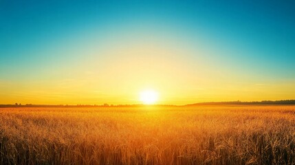 Fototapeta premium Golden Sunset Over a Field of Tall Grass