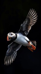 Naklejka premium Fratercula artica in flight, a beautiful Atlantic Puffin ai generated photo