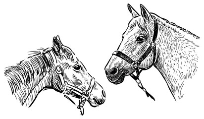 Sketches of horse and foal head in harness, realistic hand drawing, vector, isolated on white