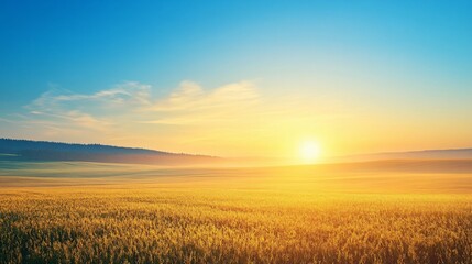 Fototapeta premium Golden Field at Sunset with Distant Forest