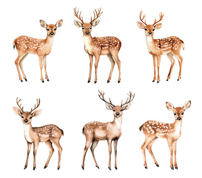 Watercolor deer set. Cute cervid reindeer wildlife hand drawn oil painting art, fawn with antler buck horn baby female deers or antelope forest mammal animals vector illustration