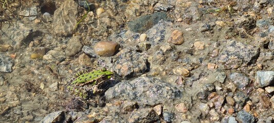 frog in the river
