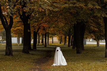 Cute Labrador dog is dressed in Halloween ghost costume, pet in white cape is sitting in autumn...