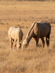 Wild Horse Mare and Foal in the Utah Desert in Autumn