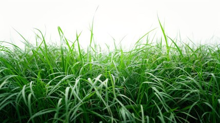 Obraz premium Expansive green field, isolated on white, with soft rolling hills. A serene and peaceful landscape