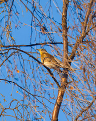Fieldfare Bird Perched on a Bare Tree Branch against a Clear Blue Sky