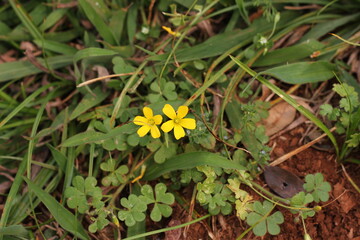 Little Flower