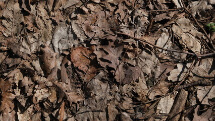 Dry brown and yellow leaves in an autumn or winter forest. A carpet of dry, withered leaves in the forest.