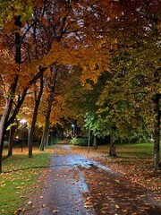 A wet path lined with autumn trees, their yellow and orange leaves illuminated by streetlights. Fallen leaves cover the ground, creating a peaceful, moody atmosphere at night.