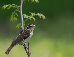 A female rose breasted grosbeak sits perched in a tree in the spring time.