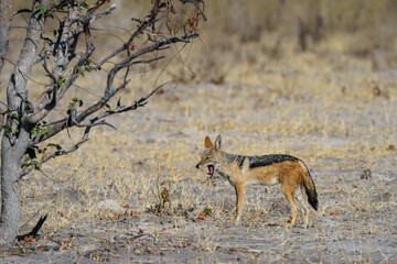 Solitary jackal in the kalahari desert of Botswana