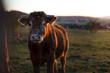 Braune Kuh im Sonnenuntergangslicht