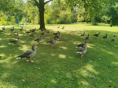 Graug&auml;nse auf dem Gras im Park