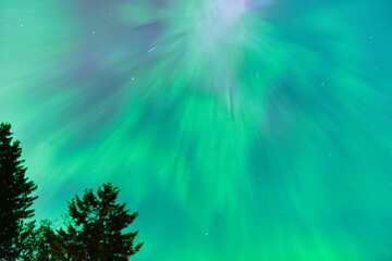Colourful Aurora Borealis, Northern Lights with tree silhouettes on May 10th 2024 in the Comox...