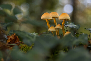 Aufnahme einer Gruppe von Pilzen im wald freigestellt, zur Herbstzeit.
