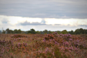 Moor Heide Landschaft Natur