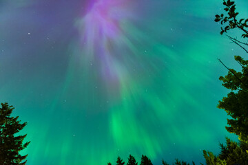 Colourful Aurora Borealis, Northern Lights with tree silhouettes on May 10th 2024 in the Comox...