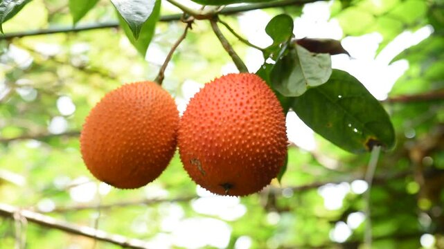 Fresh gac fruits on natural background.